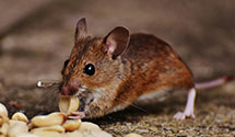 24 Hour & Emergency Exterminators in NCSU Student Housing, NC